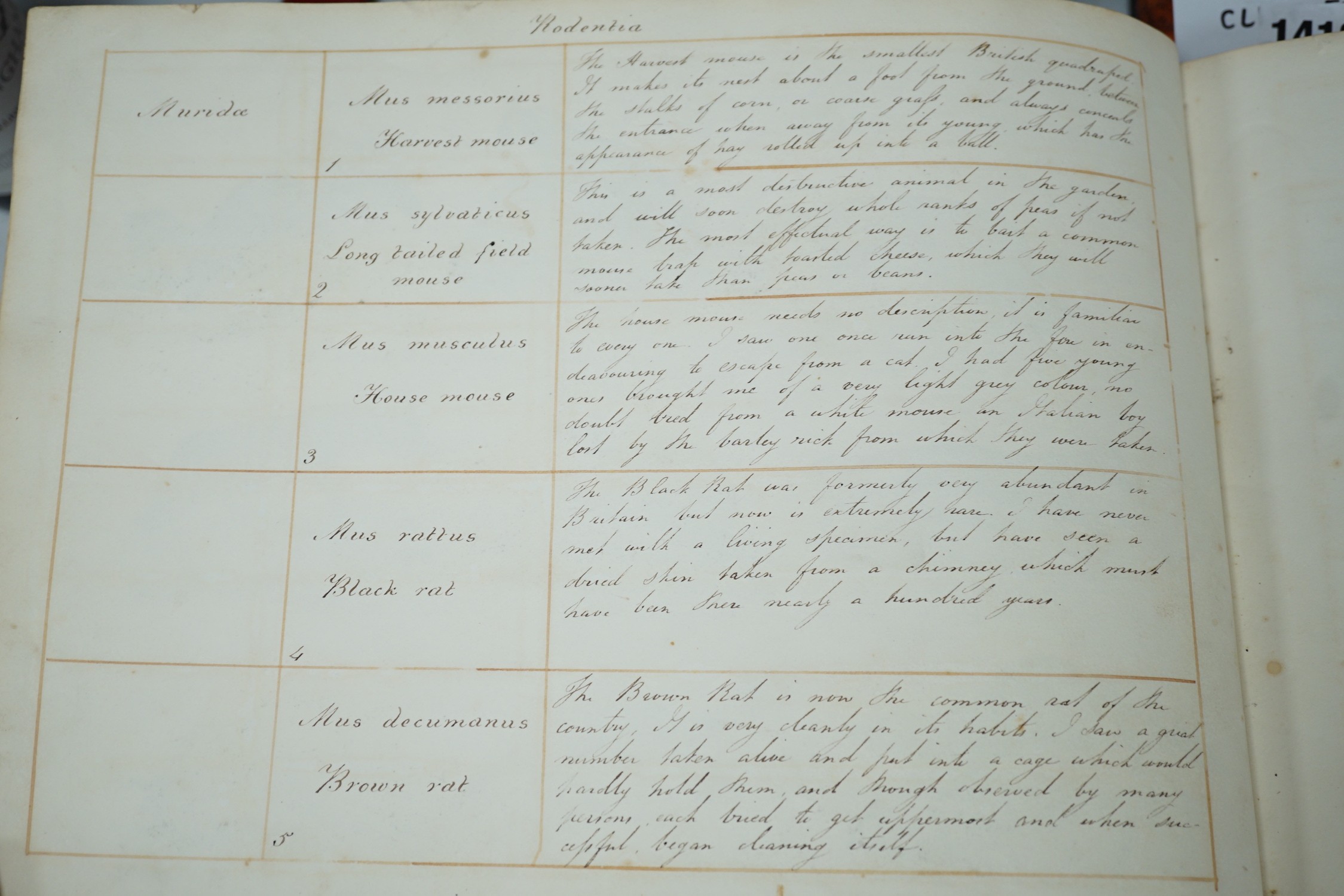 An early 19th century sketch book - wild birds and flowers, all indexed and described